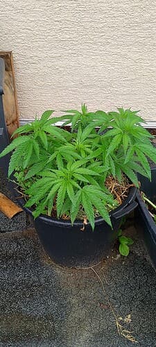 IMG_20250627_093116