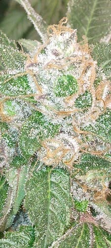 Screenshot_20221007-220340_Gallery