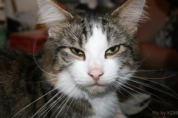kye great pic cat