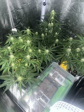 Titan F1 RQS