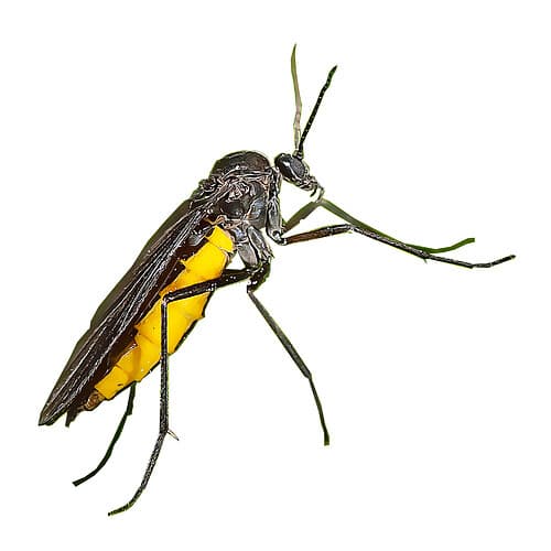 Fungus-Gnats