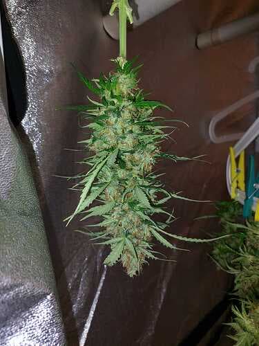 IMG-20230906-WA0008