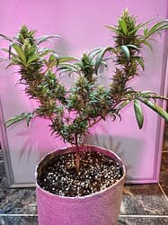 IMG_20220425_191759