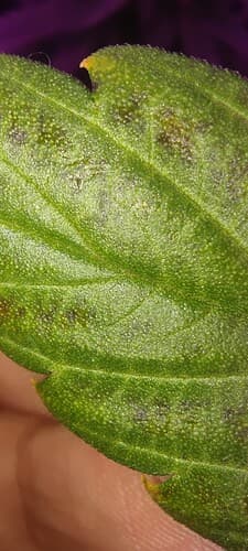 IMG_20240519_002955