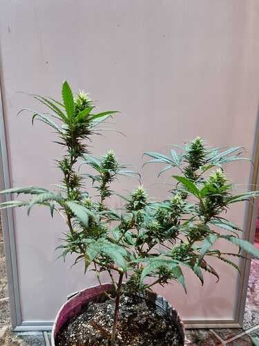IMG-20220412-WA0004