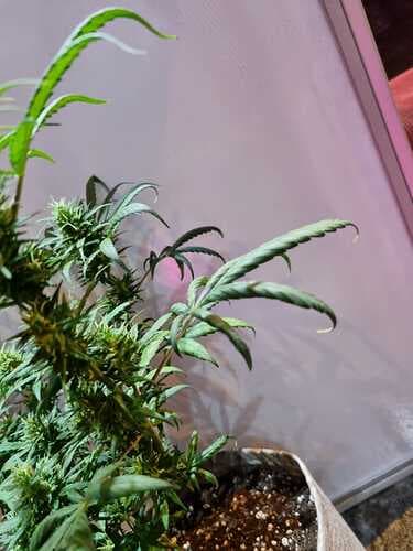 IMG-20220419-WA0006