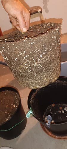 IMG_20240701_074323