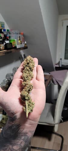 Tag 102 , fertig für die Aushärtung bei 15 grad mit 58 % Boveda . Ausbeute 81,50 Gramm Blüten